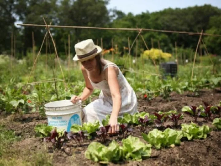 Allotments 1