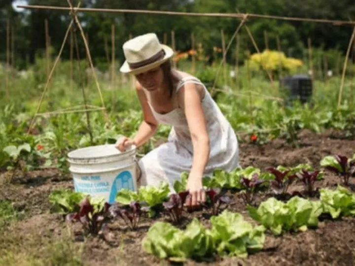 Allotments 05a