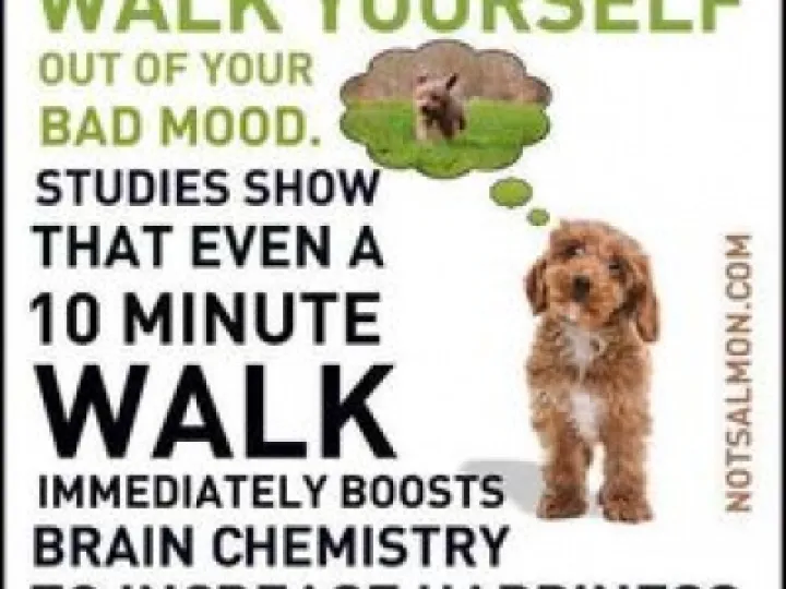 dog walking
