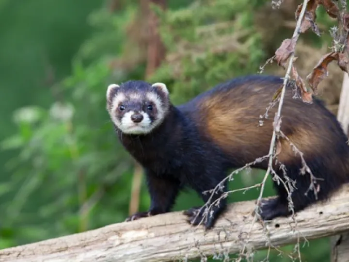 polecat-9094