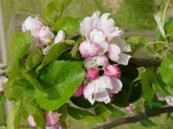 RC Blossom