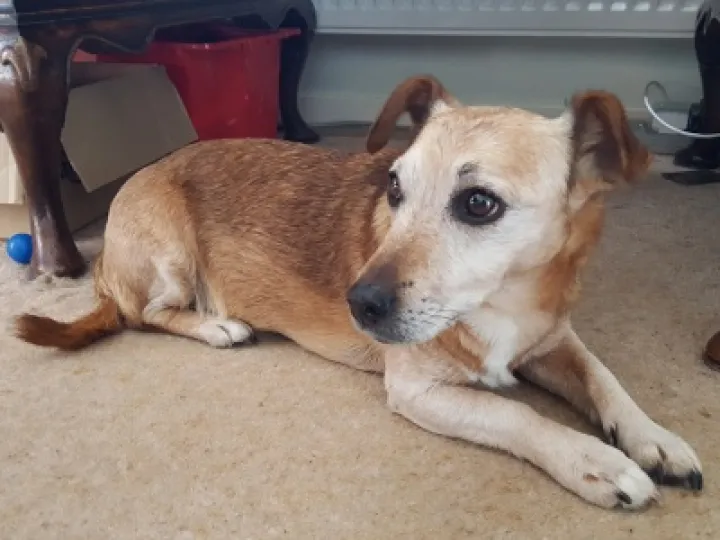 Lost Terrier 01
