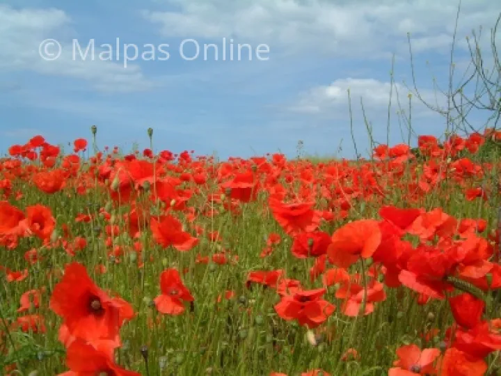 A poppy Field