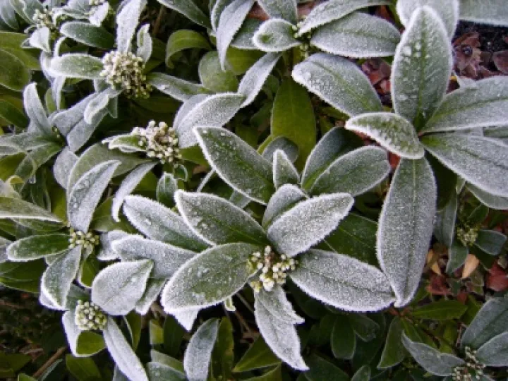 DJW Frost 011