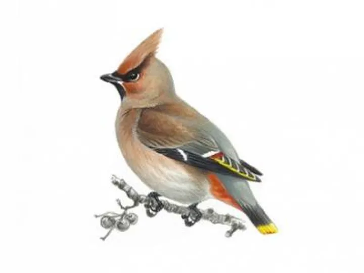 waxwing