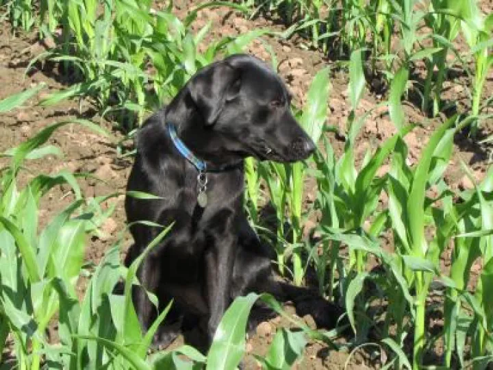Madai maize eater