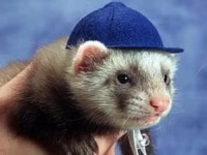 Ferret Racer