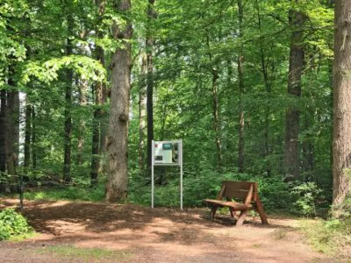 woodland