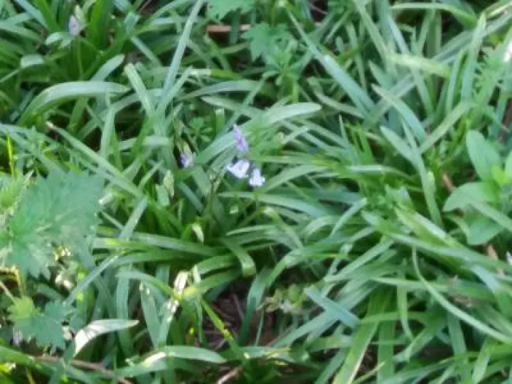 First bluebell 2018
