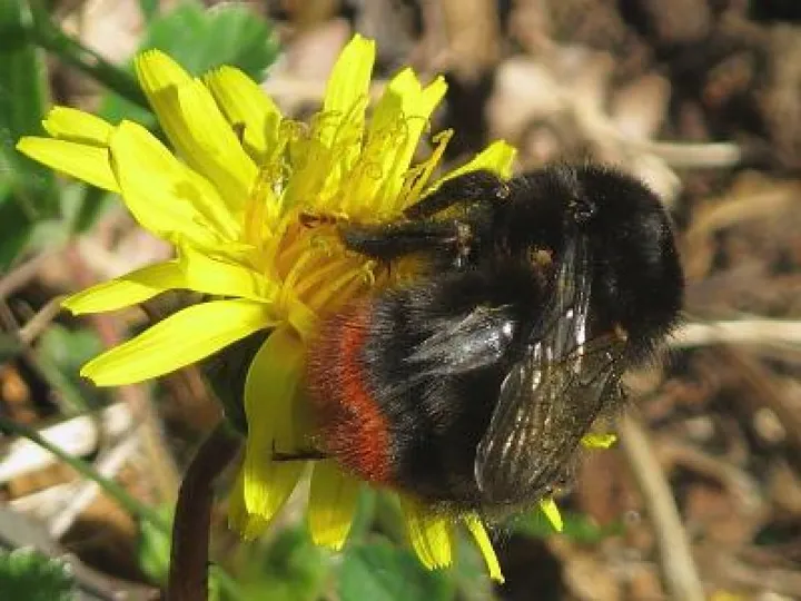 red-tailedbumblebee_4644