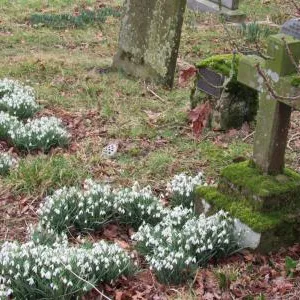 snowdrops in churchyard