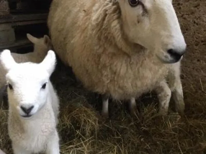 Lambs