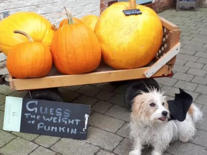 Pumpkins