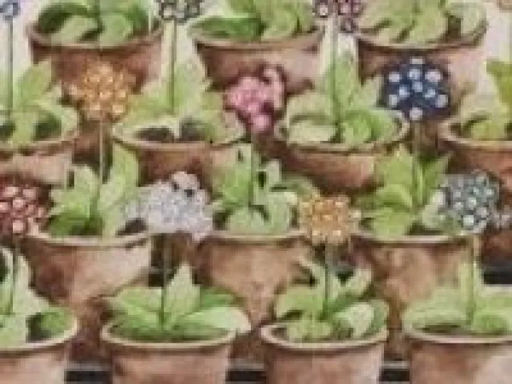 auricula2