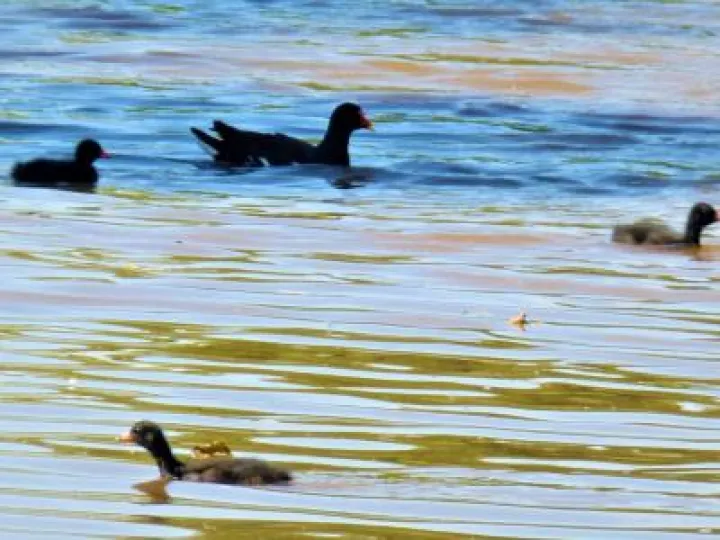 Canal Wildlife