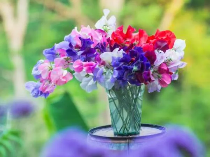 tying-in-sweet-peas