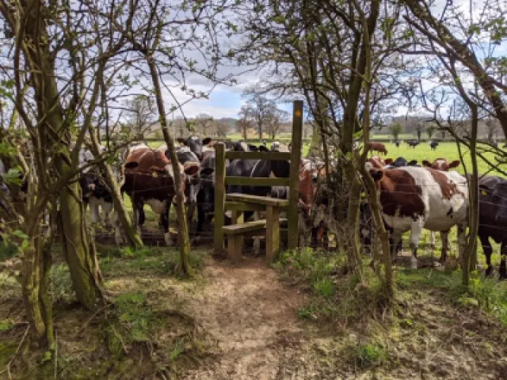 Cows