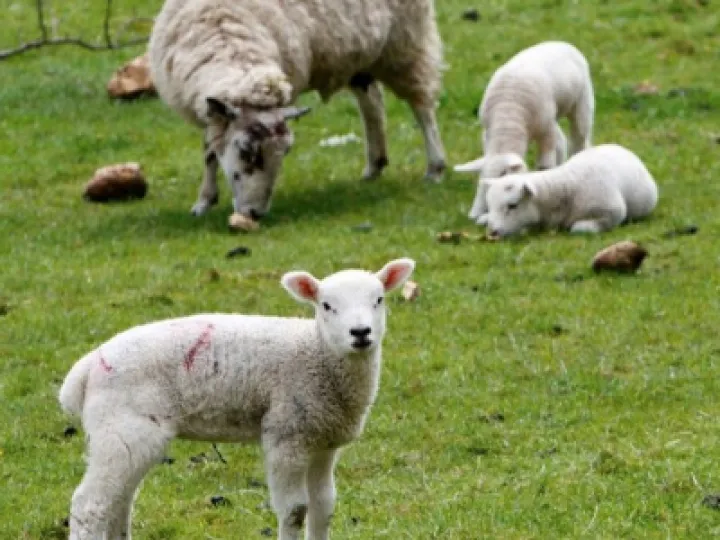 Lambing Time