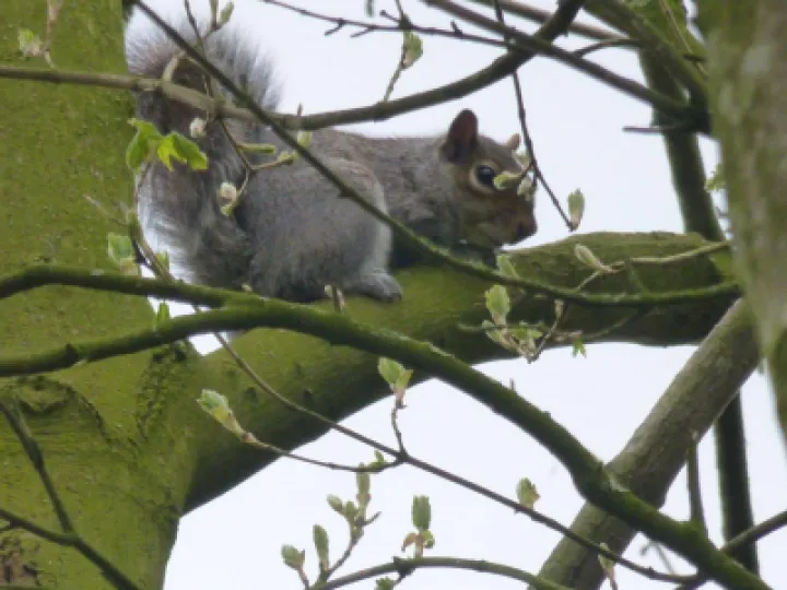Squirrel  john Daines