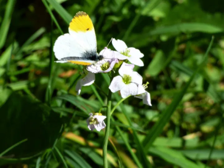 butterfly