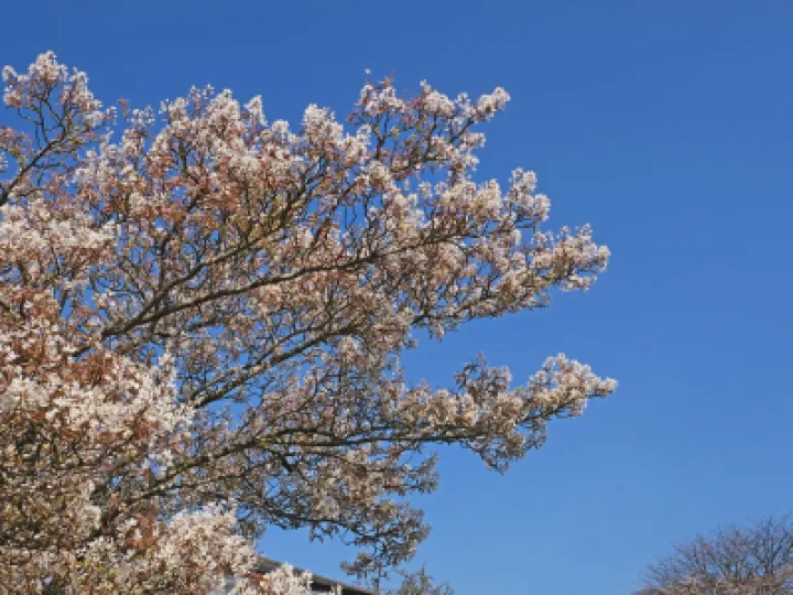 Blossom_JT0769