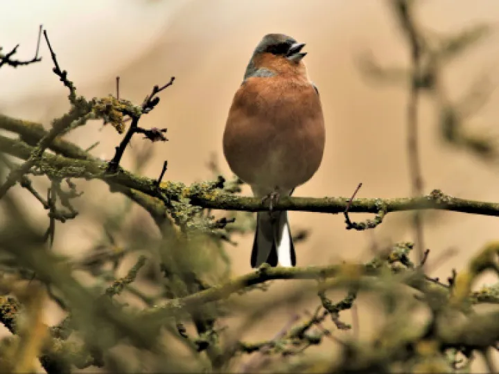 Birdsong