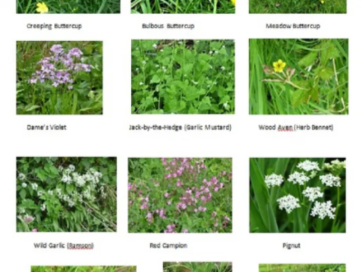 flowerspics