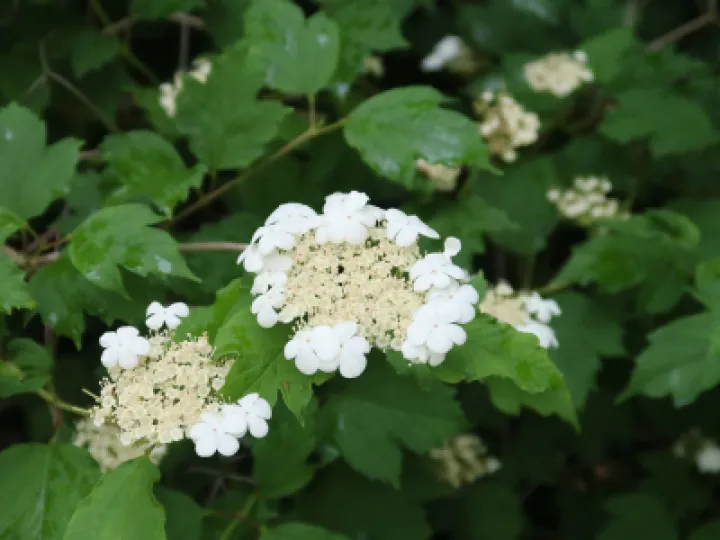 Flowers 9