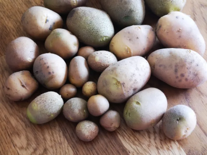 Spuds 7