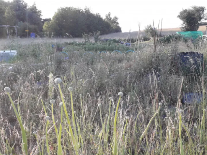 Allotment before
