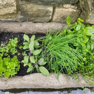 herbs