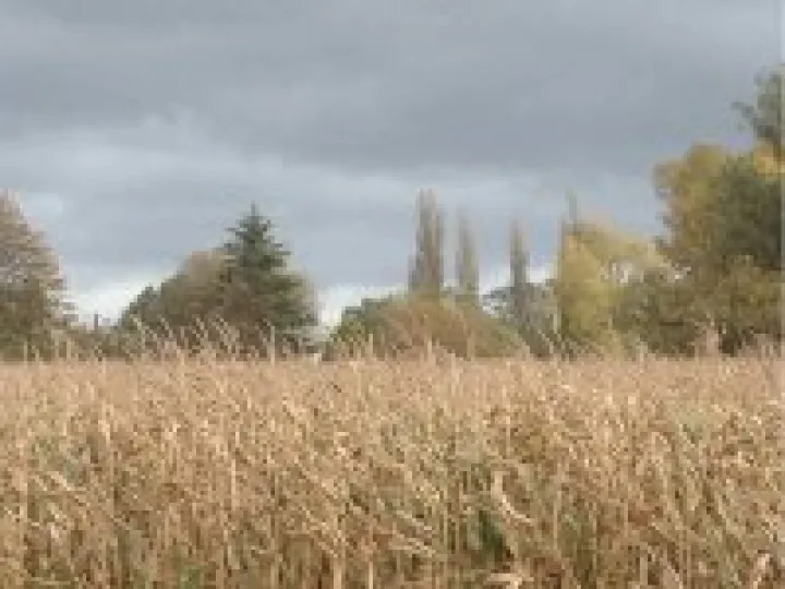 Maize in Sandy Lane