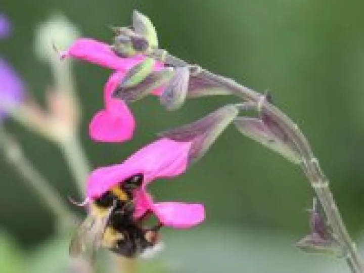 Village Flowers