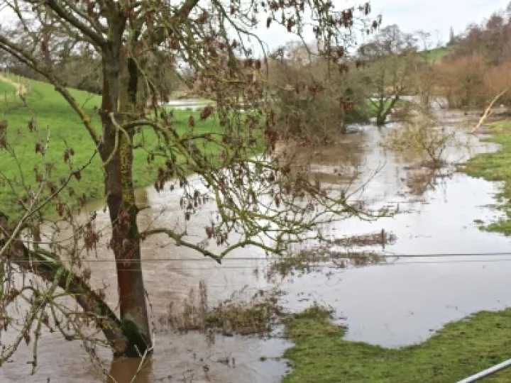 Weaver In Flood