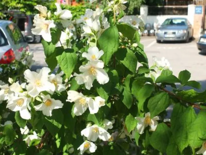Audlem_in_Bloom_Phil_Baker (5)