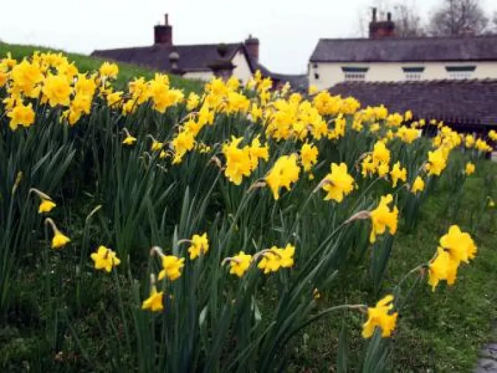 spring-flowers-2018-phil-baker-4
