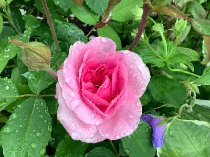 flowers in the rain