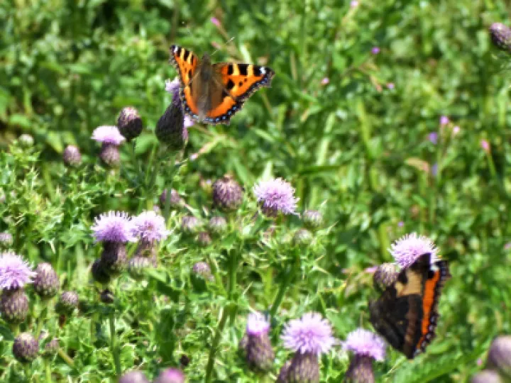 thistle