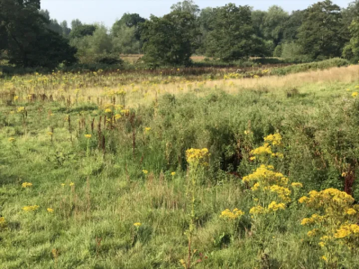 ragwort 2020