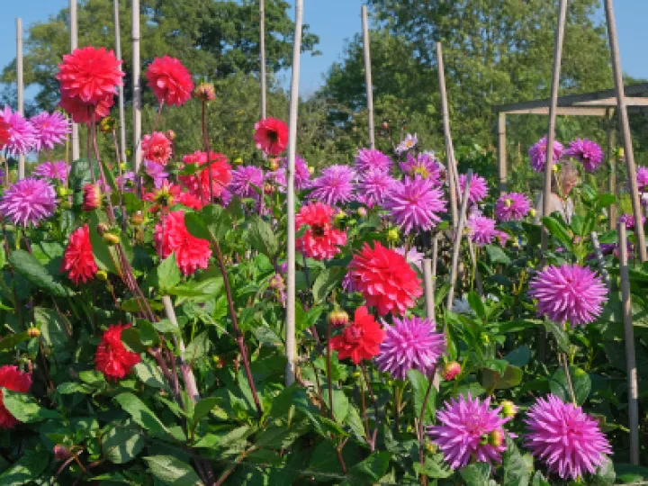 Allotments 2