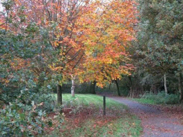 autumn 6