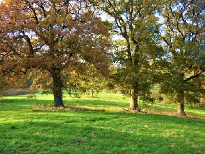 Turnpike Field Trees