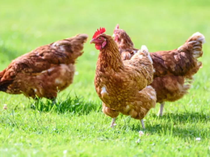 Chickens
