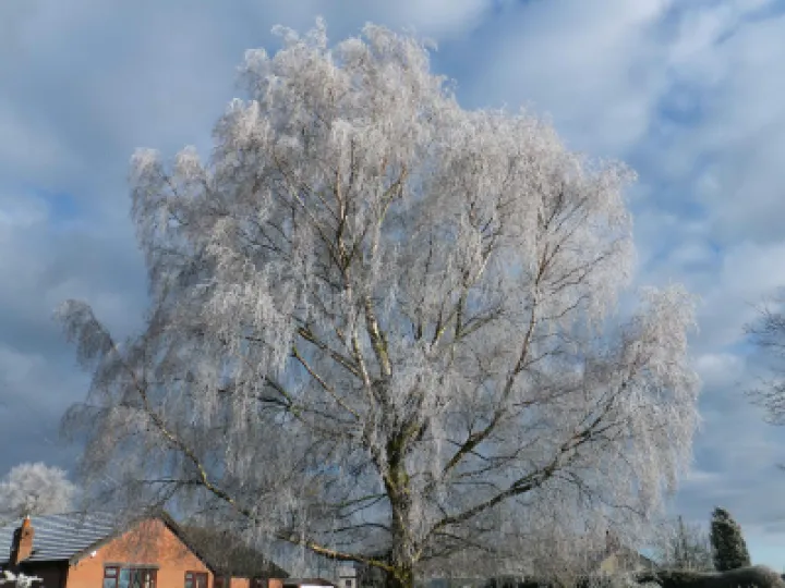 Frosty Audlem