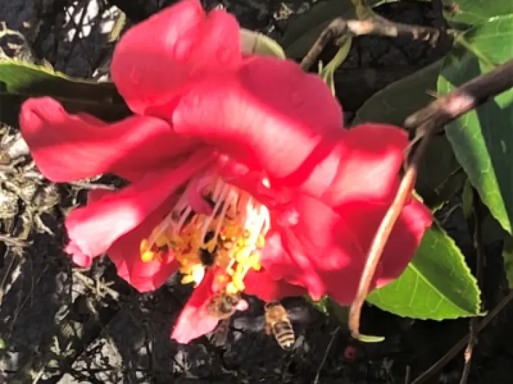 bees 1