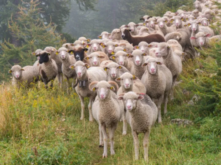 sheep