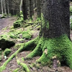 Roots