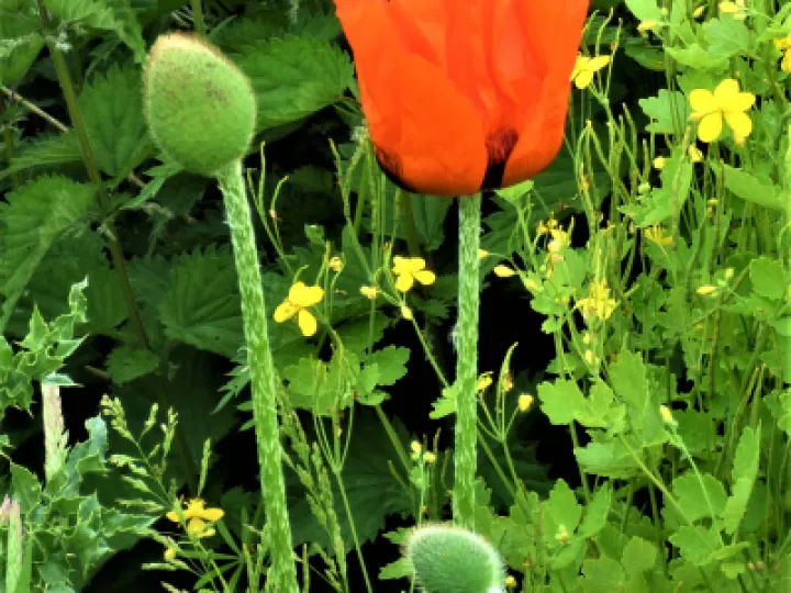 Poppy