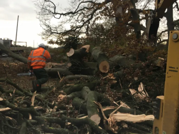 tree down 1