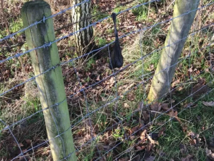 dog poo 1